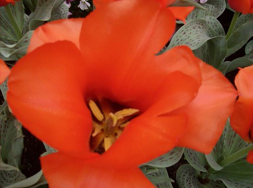 Springtime in Boulder CO | Fran | Flickr