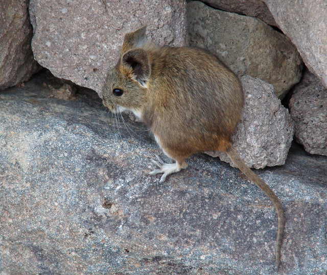 Altiplano chinchilla mouse (Chinchillula sahamae), Lago Chungara, Lauca Nat. Park