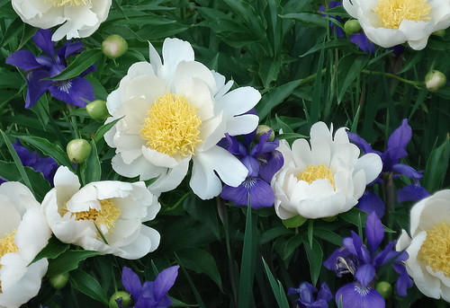 Peonies and Siberian Iris1