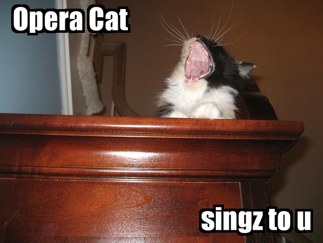 Opera Cat
