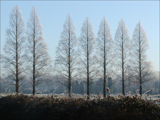 Winter in Wageningen