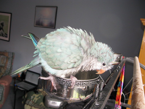 Bathtime Fun | by Frank.You