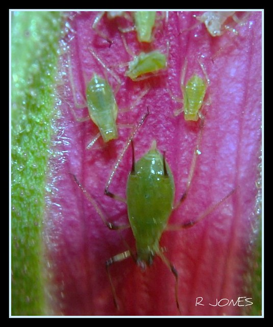 Red Rose Bug ROSE WITH BUGS | RUSSELL | Flickr