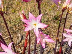 Belladonna lily