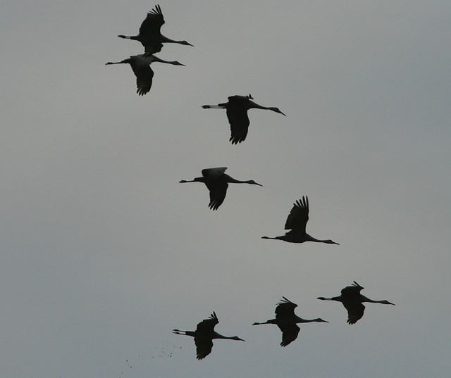 Cranes In Flight