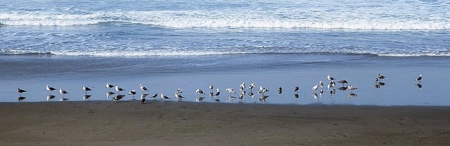 beach and sea gulls II