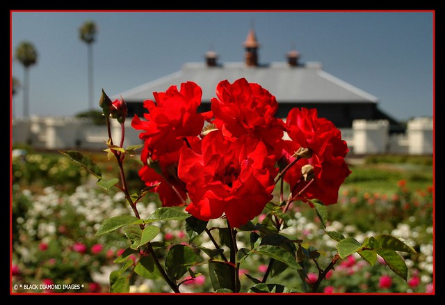 Rosa hybrid - Red Roses