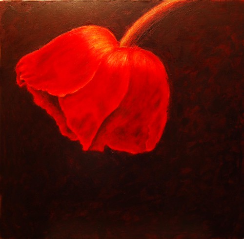 Red Poppy | by mark frederick
