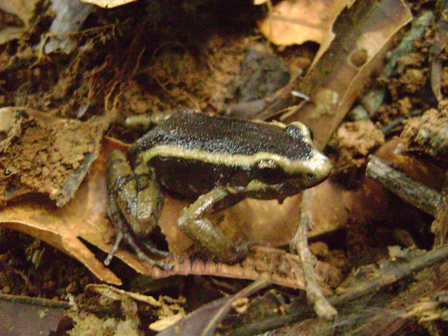 Leptodactylus lineatus
