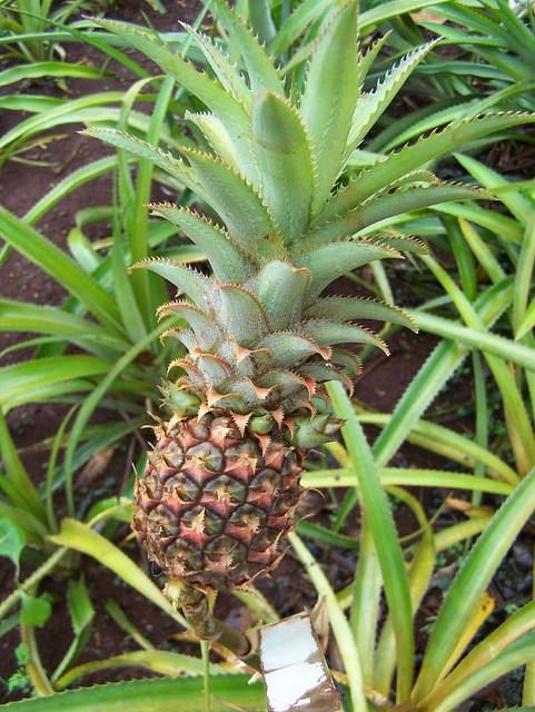 How Pinapples Grow