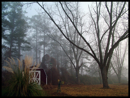 trees atlanta fog georgia backyard shed newnan