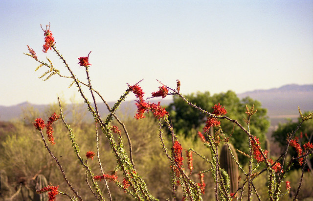 Flowers - Tucson, AZ