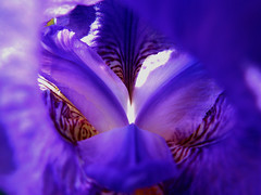 Violet Iris
