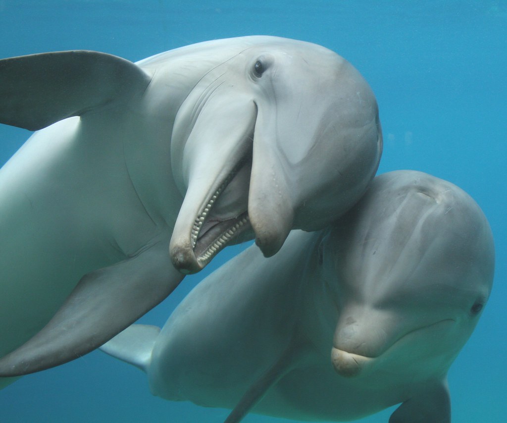 Общение дельфинов между собой. Атлантический пятнистый Дельфин. Дельфины млекопитающие. Милые дельфины. Дельфины целуются.