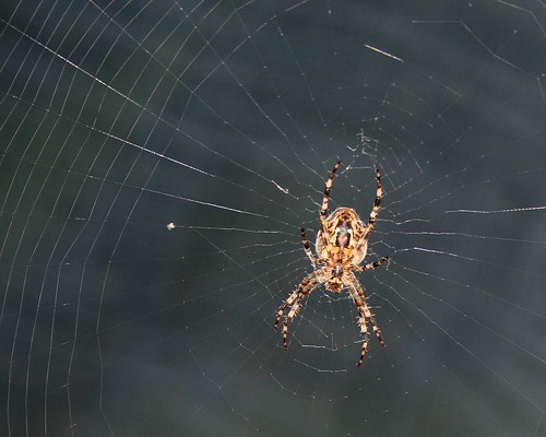 Lauernde Spinne 1 / lurking spider 1 by Juergen Kurlvink