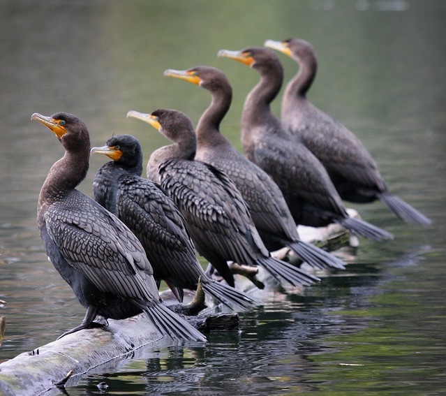 Cormorants - on a log