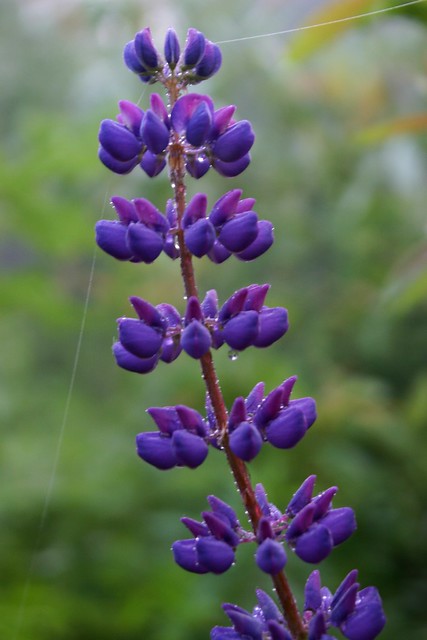 Purple Flower with Spider Web