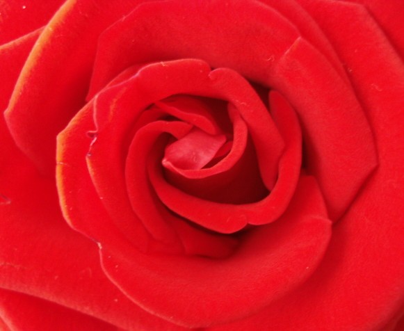 A rosa vermelha!