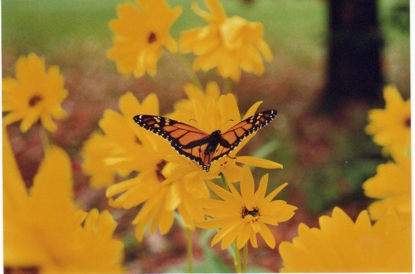 Butterfly Beauty Of Fall Jp Menard Flickr