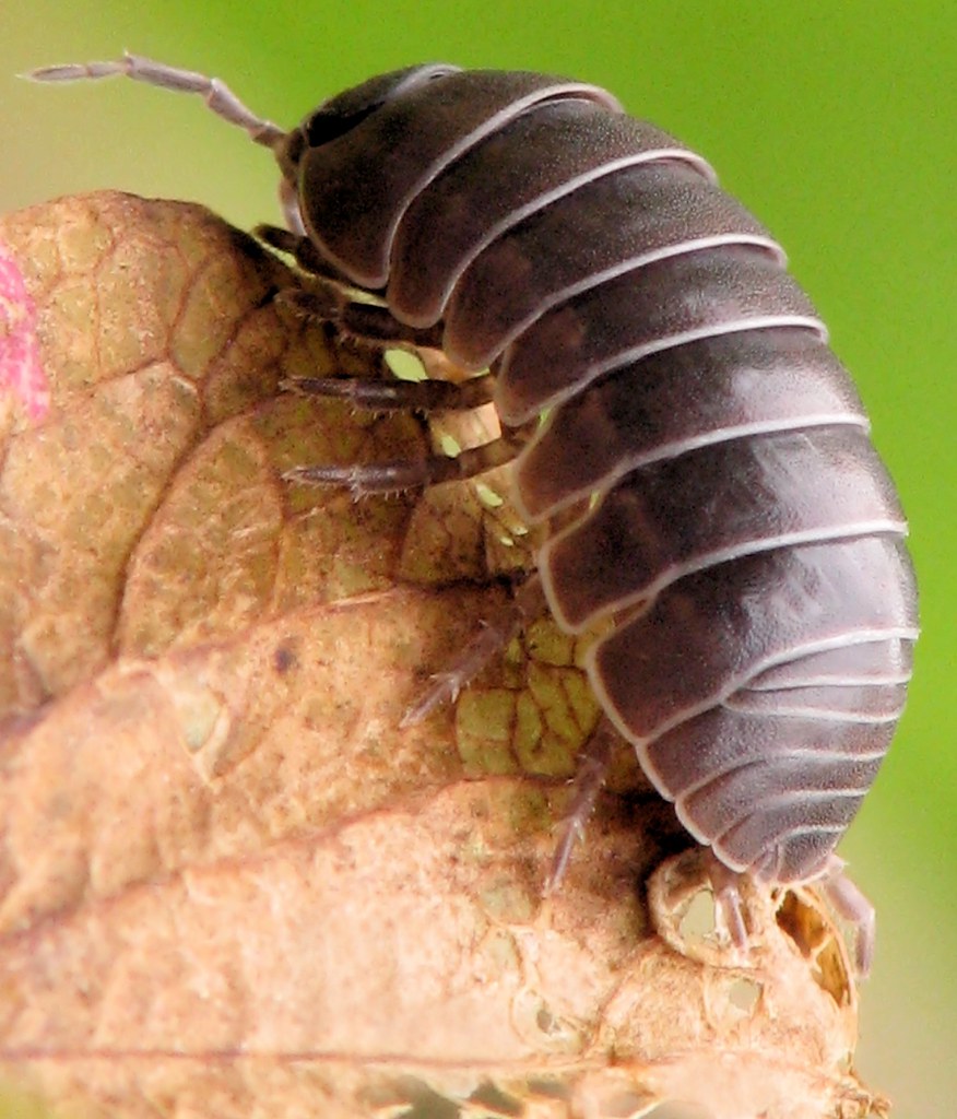 Rolling Insect Pillbug - Armadillidium Vulgare (AKA Rolly Polly) | Explorin… | Flickr