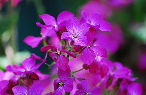 Purple Flowers | Larah McElroy | Flickr