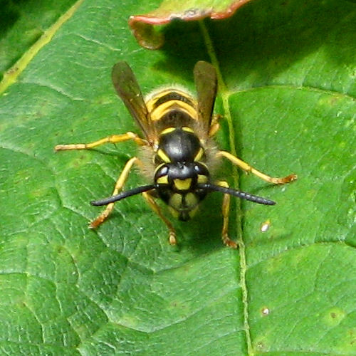 All-too-common wasp