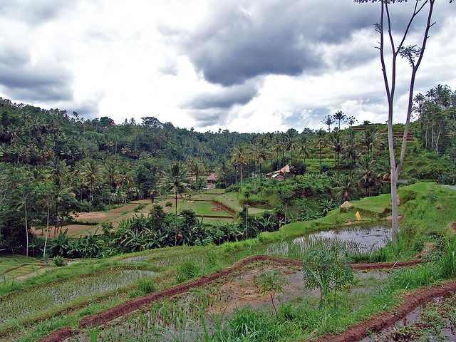 The countryside between Teng Anan and Besakih 1