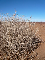 Tumbleweed in Cotton Field
