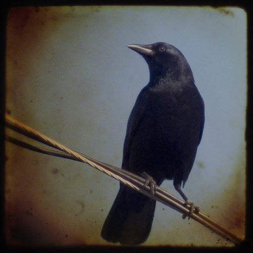 Mr Crow by klsanderson