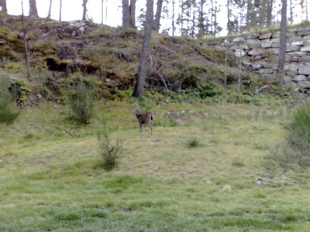 Bear Mountain Deer