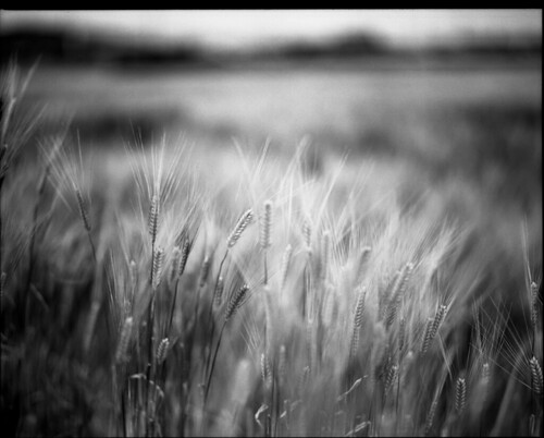 agriculture_03 by flier-flier