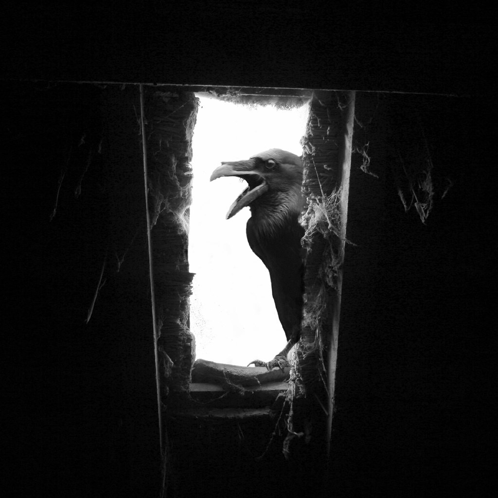 Тень ворона 1 орлов полностью. Мистические вороны. Ворон тень. Вороны в окне. Одинокий ворон.