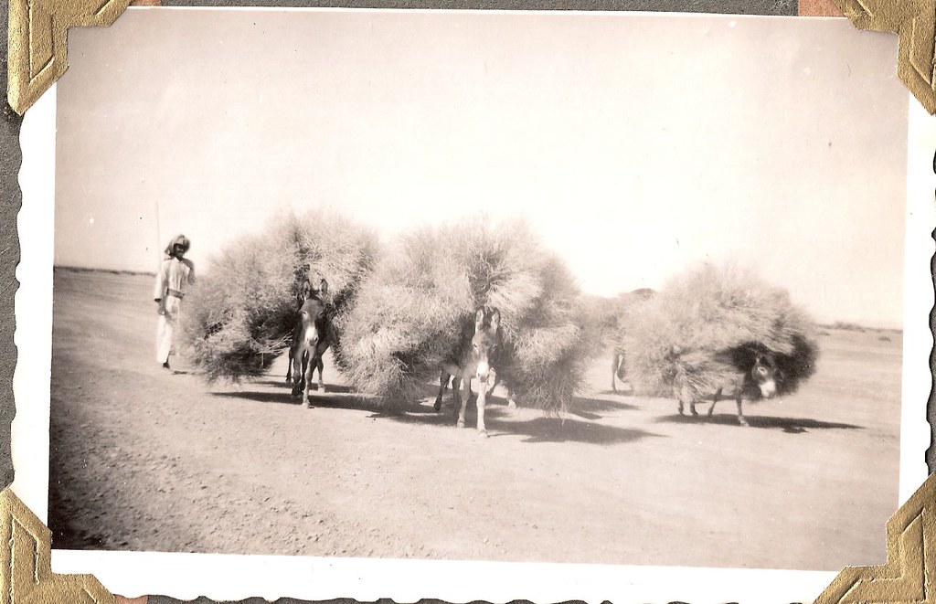 Donkeys and arfaj in Kuwait...Persian Gulf Region; about 1950   الحمير وarfaj في الكويت... الفارسية منطقة الخليج نحو 1950