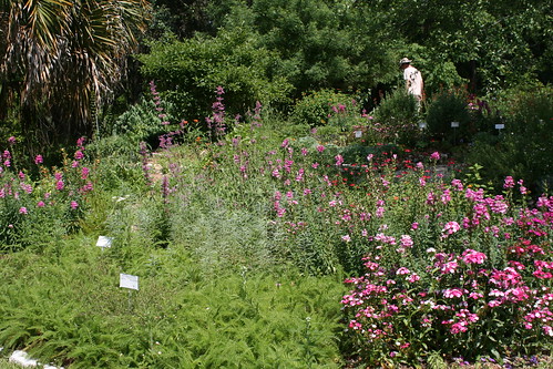 Butterfly garden at Kanapaha Botanical Gardens