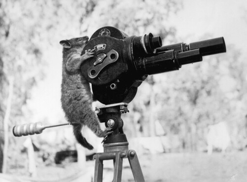 A possum and a movie camera 1943