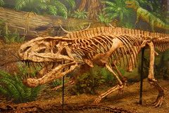 Postosuchus, a Triassic archosaur at the Museum of Texas Tech University