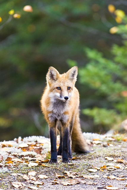 Algonquin Park - Red Fox