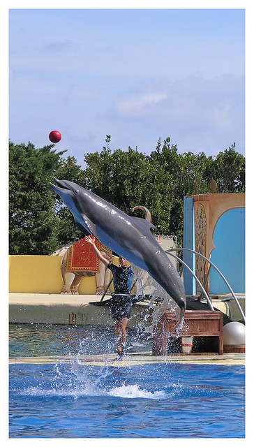 Marineland - dolphin show 2