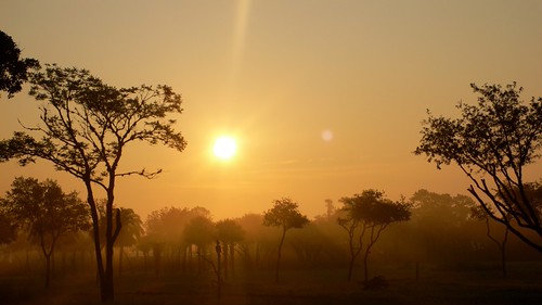 Savannah Sunrise by bredgur, Disney's Animal Kingdom Lodge
Lake Buena Vista, Florida
Friday, June 30, 2006sun tree sunrise savann