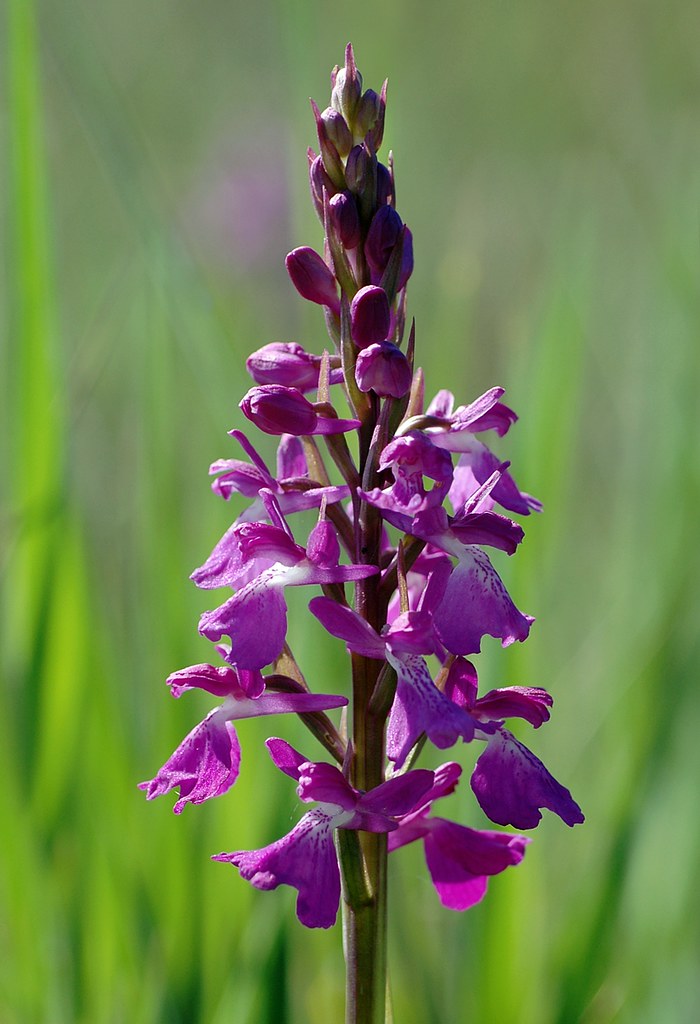 Großes Sumpf-Knabenkraut, Anacamptis robusta