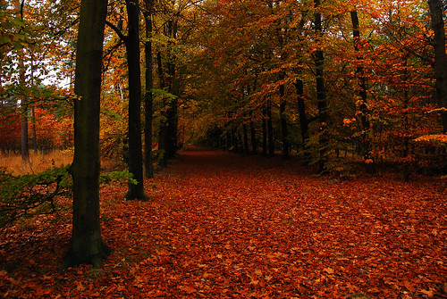 autumn forest carpet by v a n d e r l a a n . fotografeert