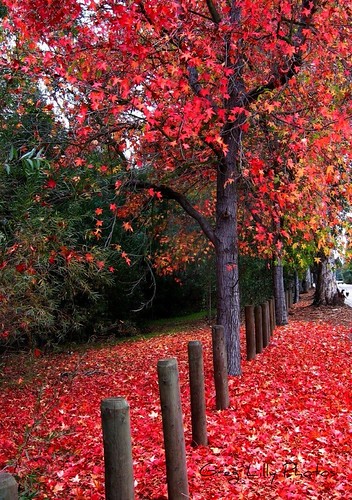 Fall color leaves | by Greg Lilly Photos