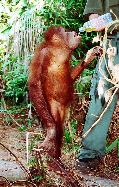 Rasa Ria Orang Sanctuary - Sabah, Borneo