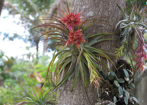 Tillandsia geminiflora | habitatbrasileiro.com | Flickr