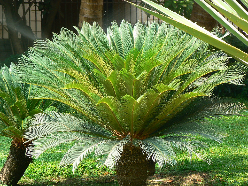 সাইকাস রেভোলুটা | প্রচলিত নাম: Sago Palm, King Sago Botanical… | ফ্লিকার