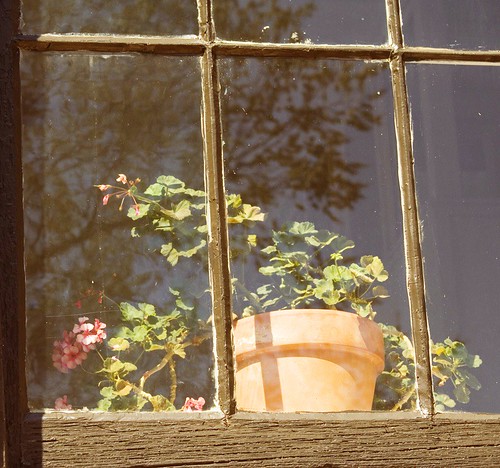 Geranium in a window