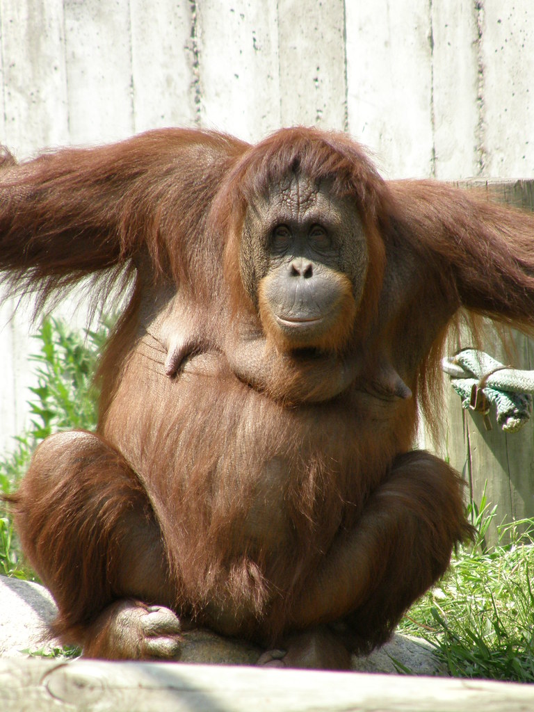 Orangutan at St. Paul Zoo.