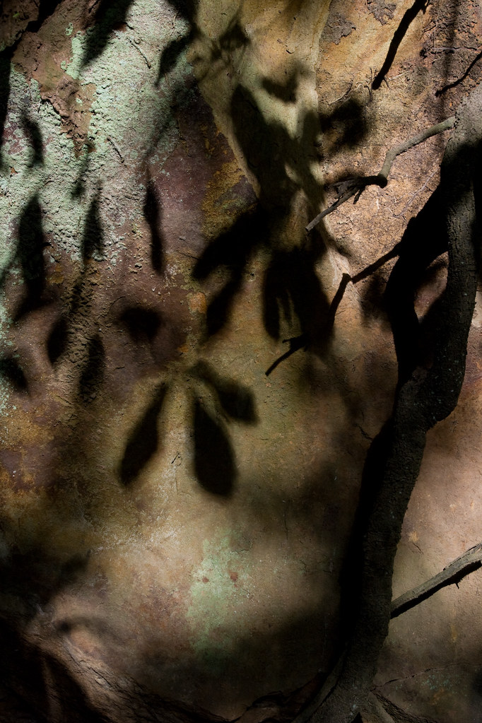 Foglie ombre radici pietra lichene by Carlo Columba