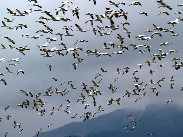 Flock Of Snow Geese