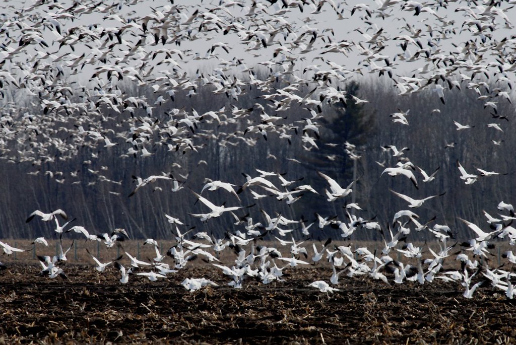 Oies blanches 1 | Baie-du-Febvre | Sylvain Baril | Flickr